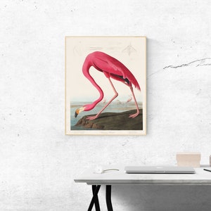 Pink Flamingo from Birds of America John James Audubon - Wall Fine Art Prints, Art Posters