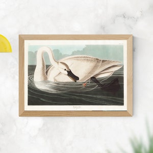 Trumpeter Swan from Birds of America John James Audubon - Wall Fine Art Prints, Art Posters