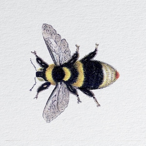 Bumble bee  - Fabric Panels Cushion Panels Velvet Cotton Polycotton Spandex