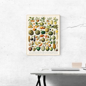 Vintage  illustration fruits and vegetables Nouveau Larousse Illustre- Vintage Reproduction Wall Fine Art Prints, Art Posters