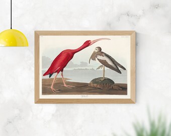 Scarlet Ibis from Birds of America John James Audubon - Wall Fine Art Prints, Art Posters