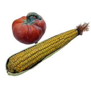 May include: A red-orange pumpkin with a green stem sits next to a partially husked ear of corn. The corn is yellow and brown, with visible kernels and a few strands of brown silk. The background is white.