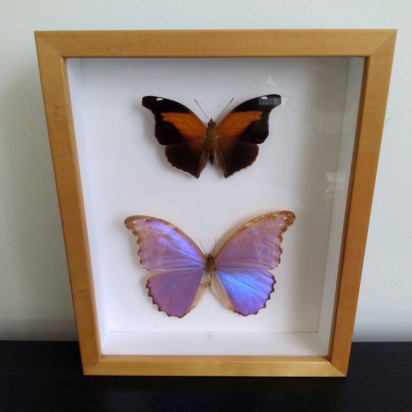 Vintage Real Framed Butterflies Taxidermy / Real Framed Butterflies Collection