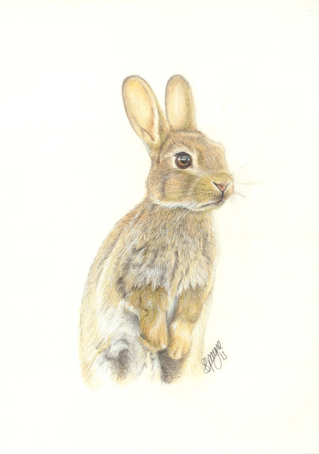 Original pencil drawing of a wild rabbit on A4 | Etsy
