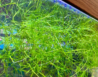 Guppy Grass — Najas Guadalupensis — Large portion of floating aquatic plants