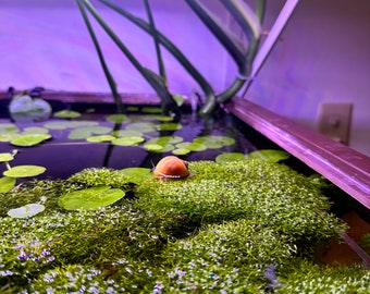 Floating Crystalwort — Riccia Fluitans — Large portion of floating aquatic plants