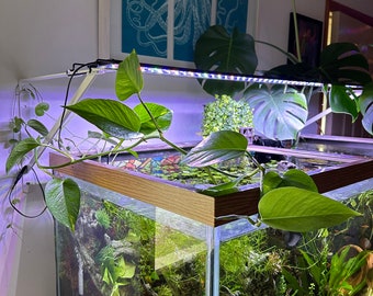 Pothos Cutting for the Planted Aquarium — Live Aquatic Plants — Propegation