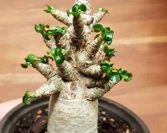 極太/獅子葉のアデニウム】Dorset Horn Adenium（DHA）① おトク情報が