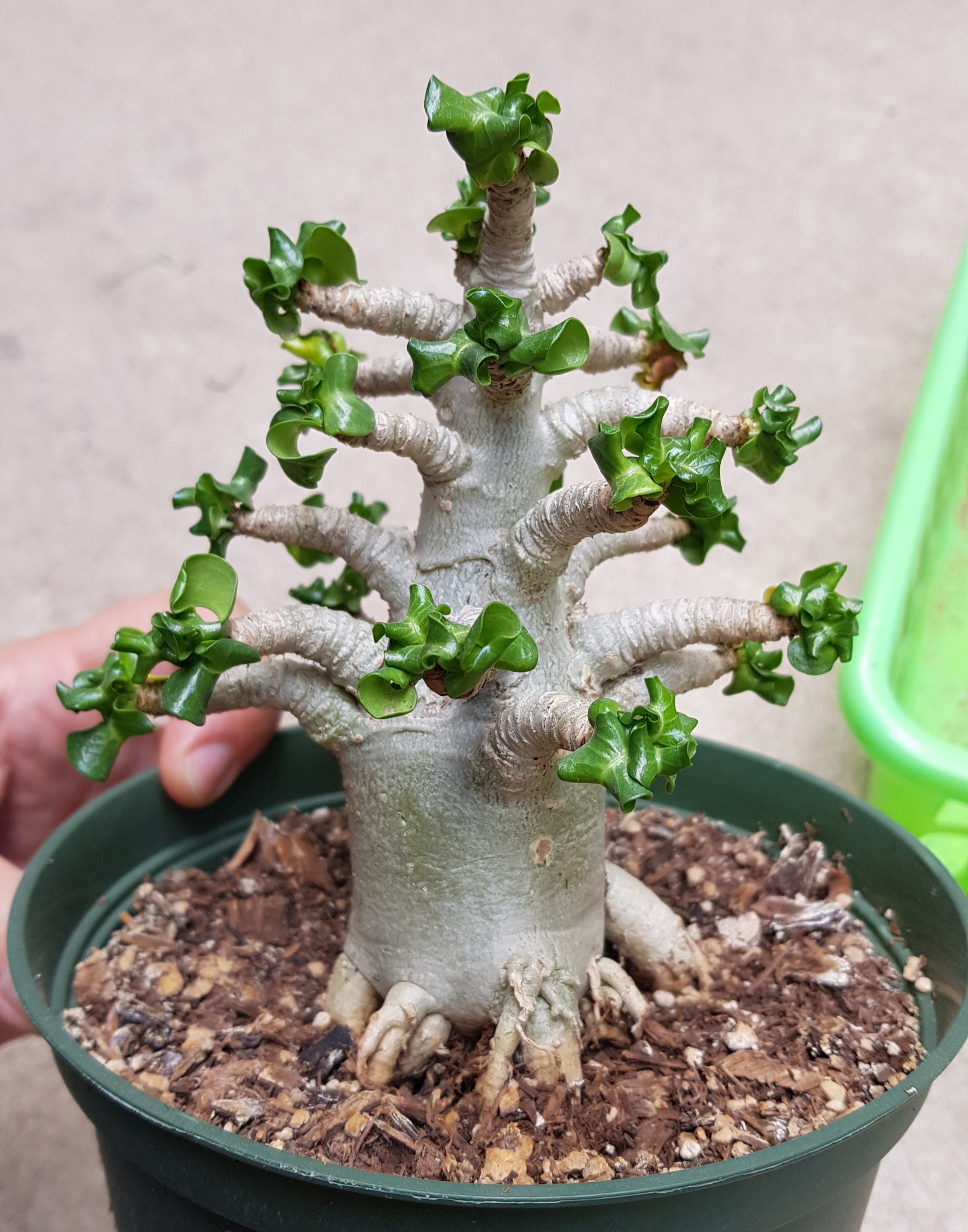 Dorset Horn Adenium DHA ③