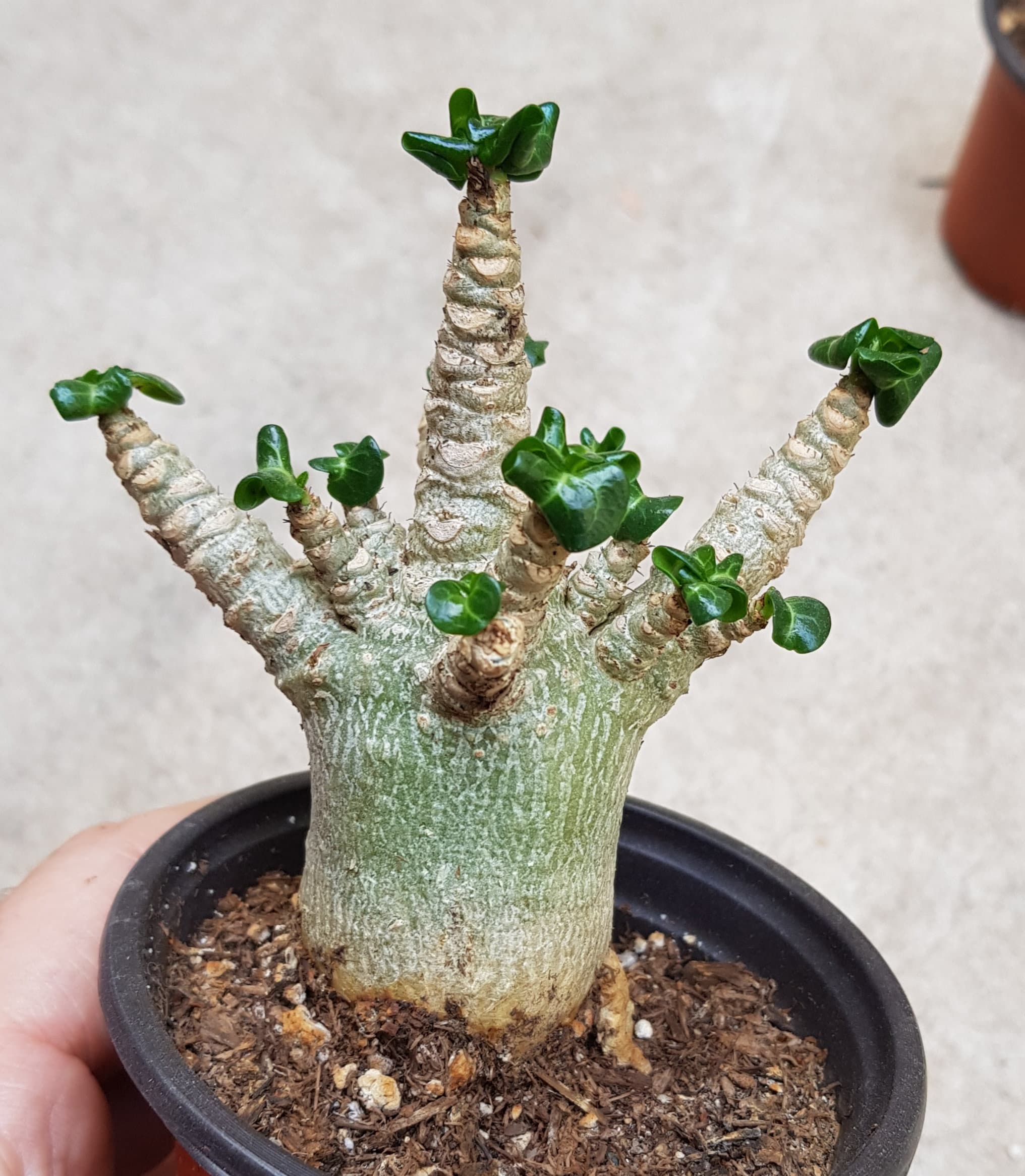 Dorset Horn Adenium DHA ③