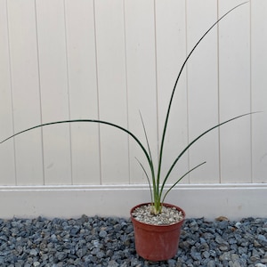 Hesperaloe Parviflora, Red Yucca, various sized plants or seeds