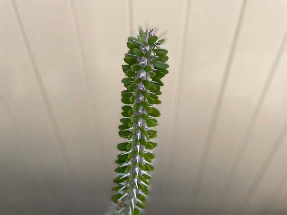 thumbnail image 2 of Live Alluaudia Procera – Madagascar Ocotillo, Bare Root, Drought Tolerant, Full Sun, Thorns 2 of 5