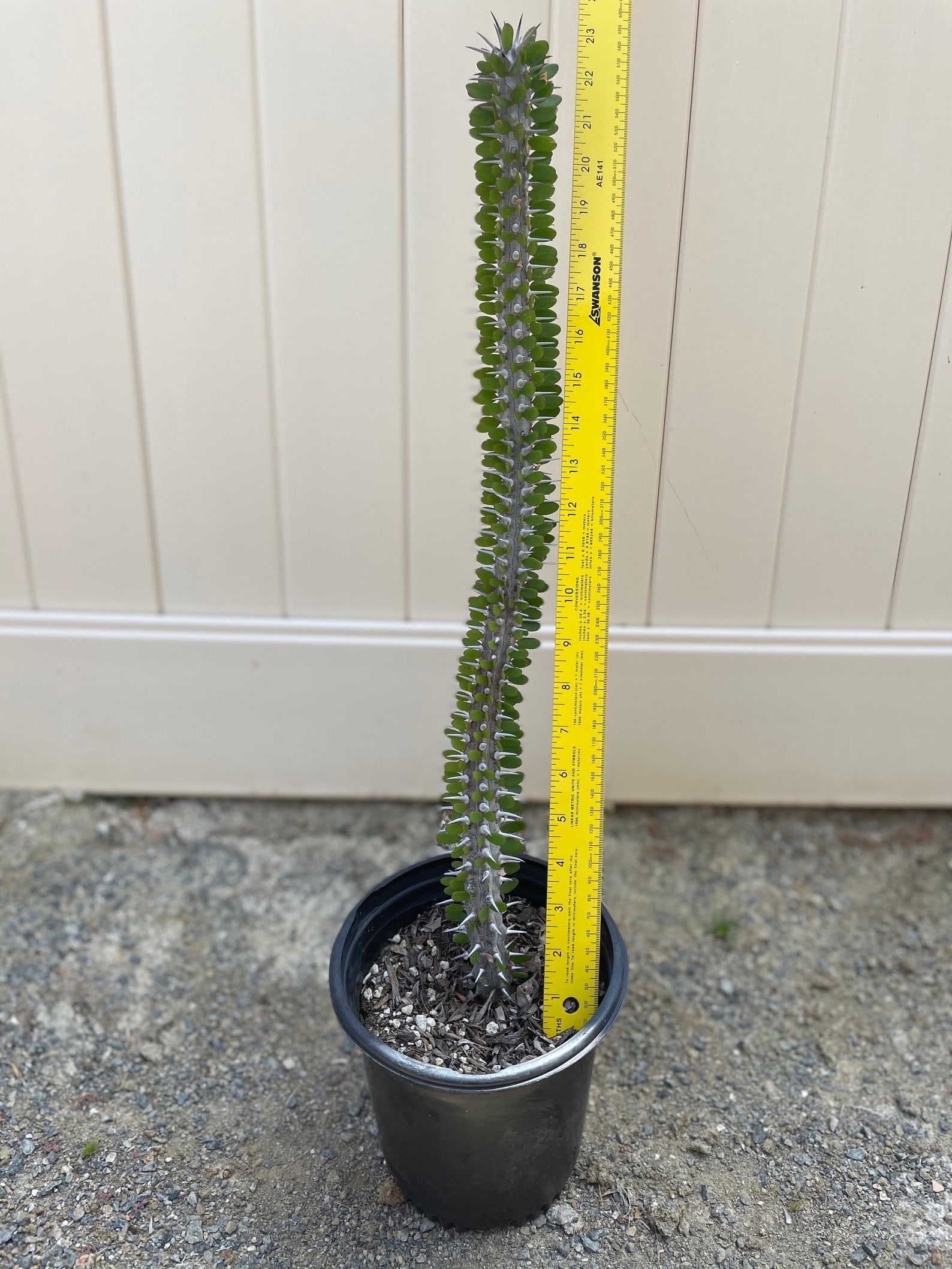 Alluaudia Procera Aka Madagascar Ocotillo Cuttings or Rooted Etsy