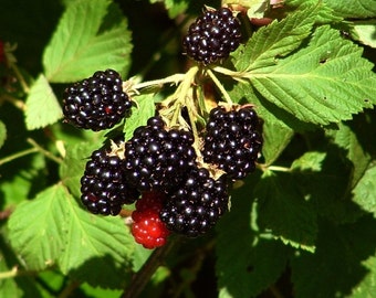 Homebrew2u , Blackberry Wine Recipe, homebrew, make your own, brewing,blackberries,