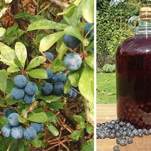 Homebrew2u, Sloe Gin Recipe, homebrew, make your own, brewing,sloes, blackthorn, berries