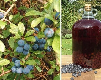 Homebrew2u, Sloe Gin Recipe, homebrew, make your own, brewing,sloes, blackthorn, berries