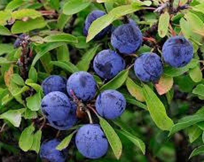 Homebrew2u , Sloe Wine Recipe, homebrew, make your own, brewing,sloes, blackthorn, berries