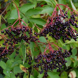 Homebrew2u, Elderberry Wine Recipe, homebrew, make your own, brewing,elderberries