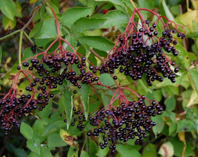 Homebrew2u, Elderberry Wine Recipe, homebrew, make your own, brewing,elderberries