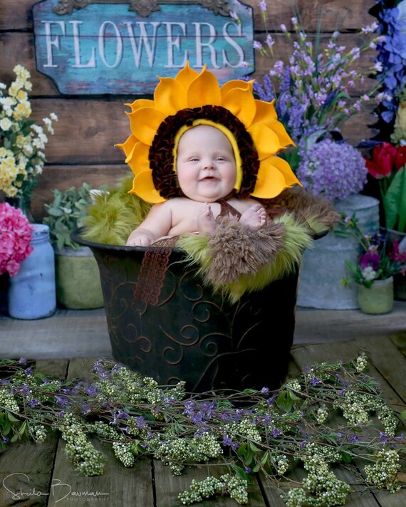 newborn sunflower bonnet