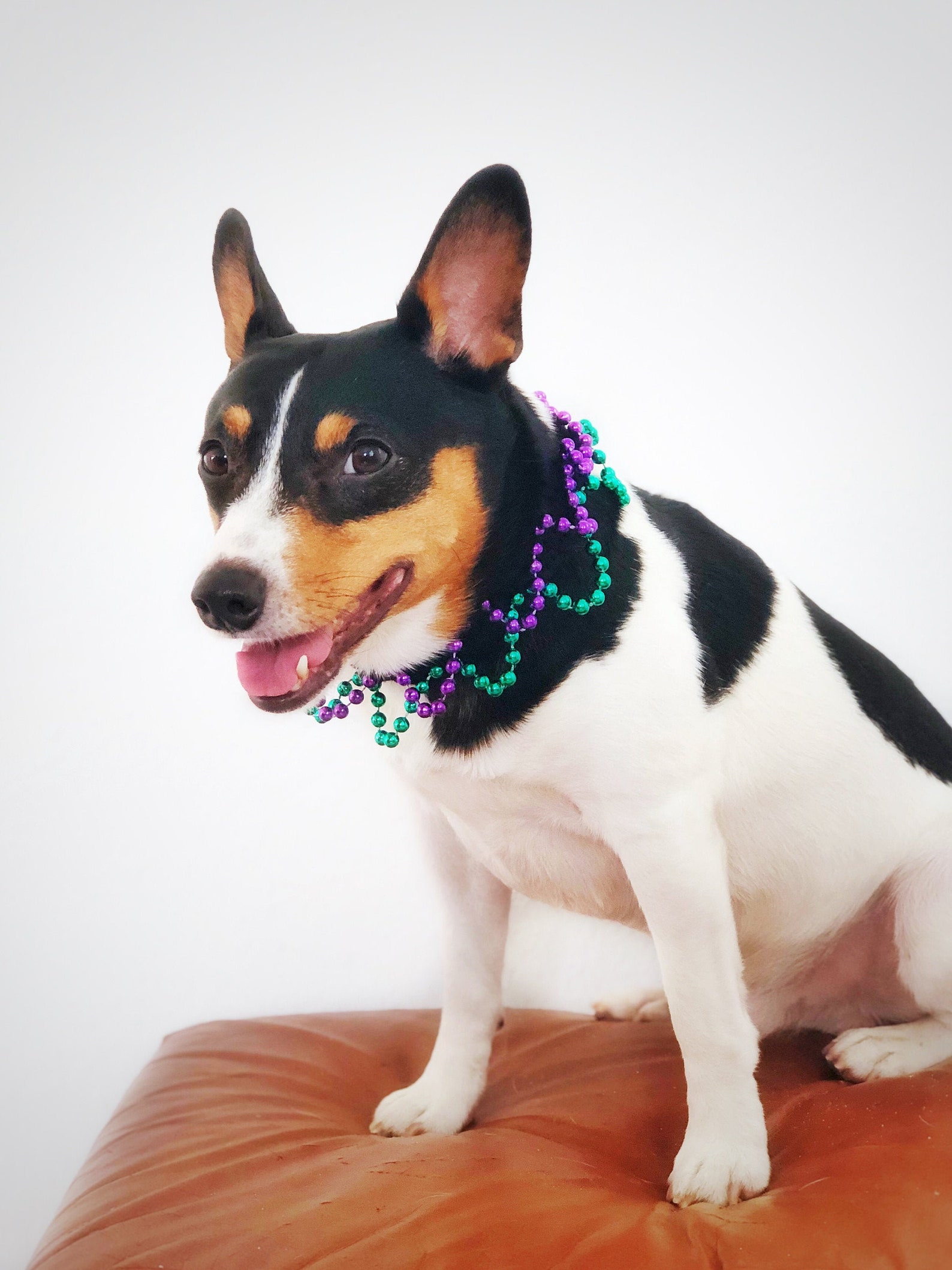 mardi gras dog collar
