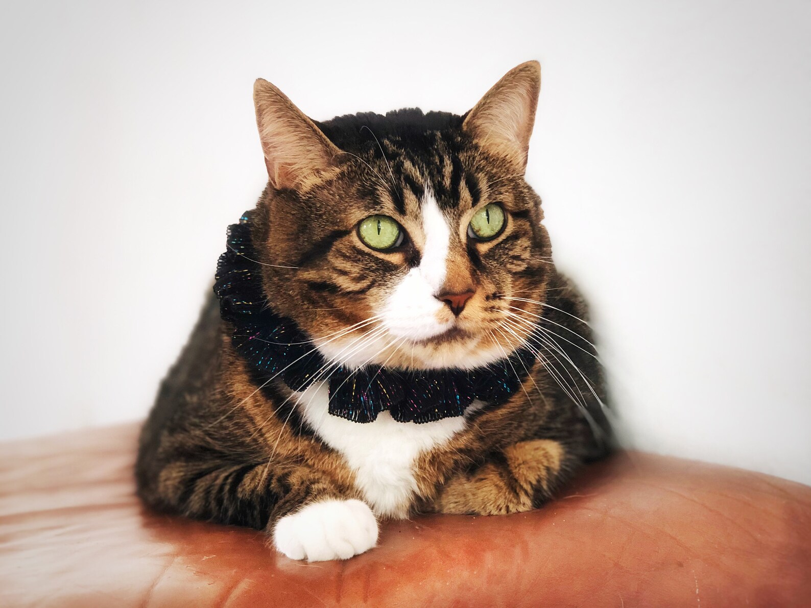 Crochet Ruffle Cat Collar Elastic Black Small Dog Necklace XS Black