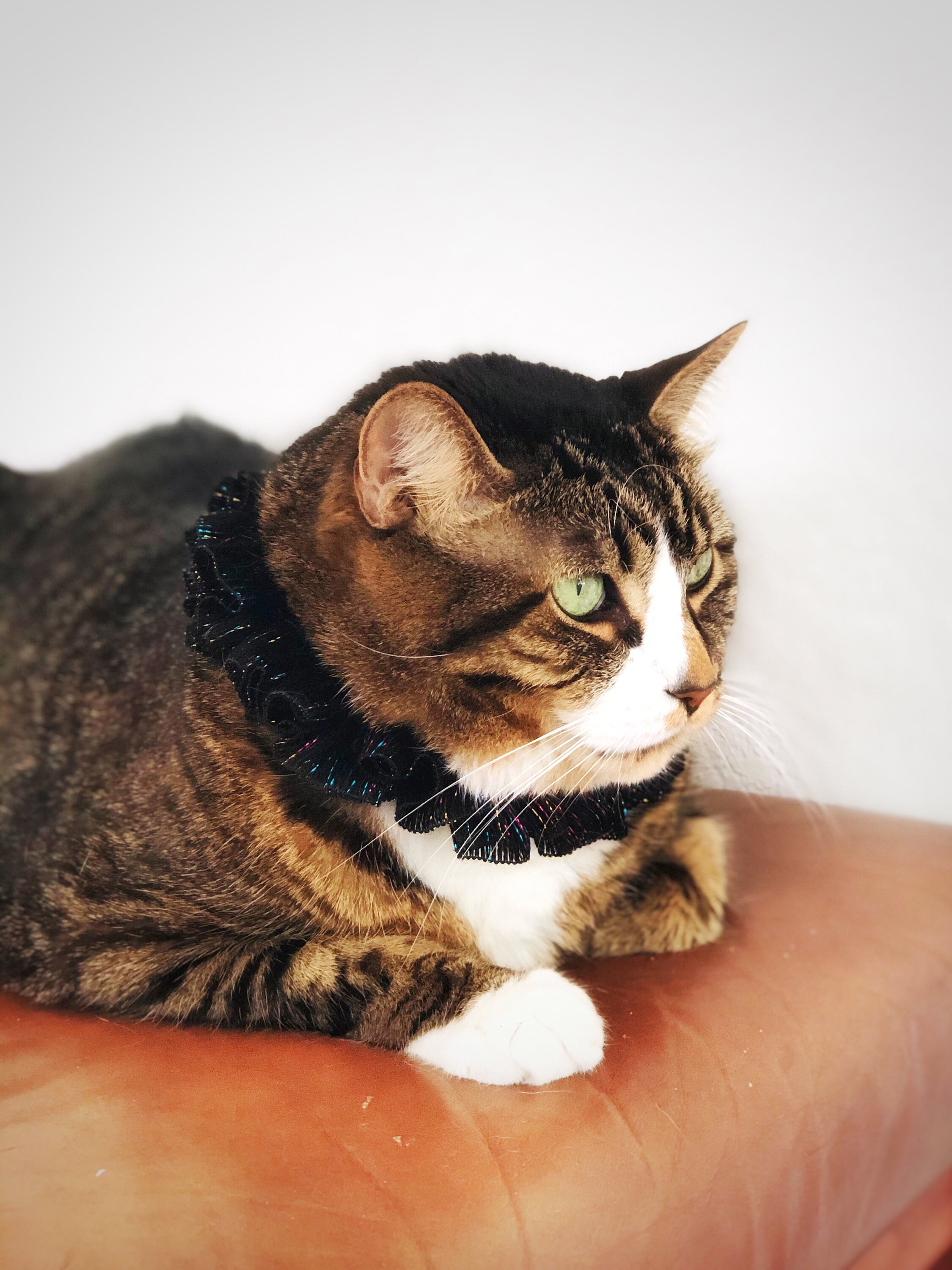 Crochet Ruffle Cat Collar Elastic Black Small Dog Necklace XS Etsy