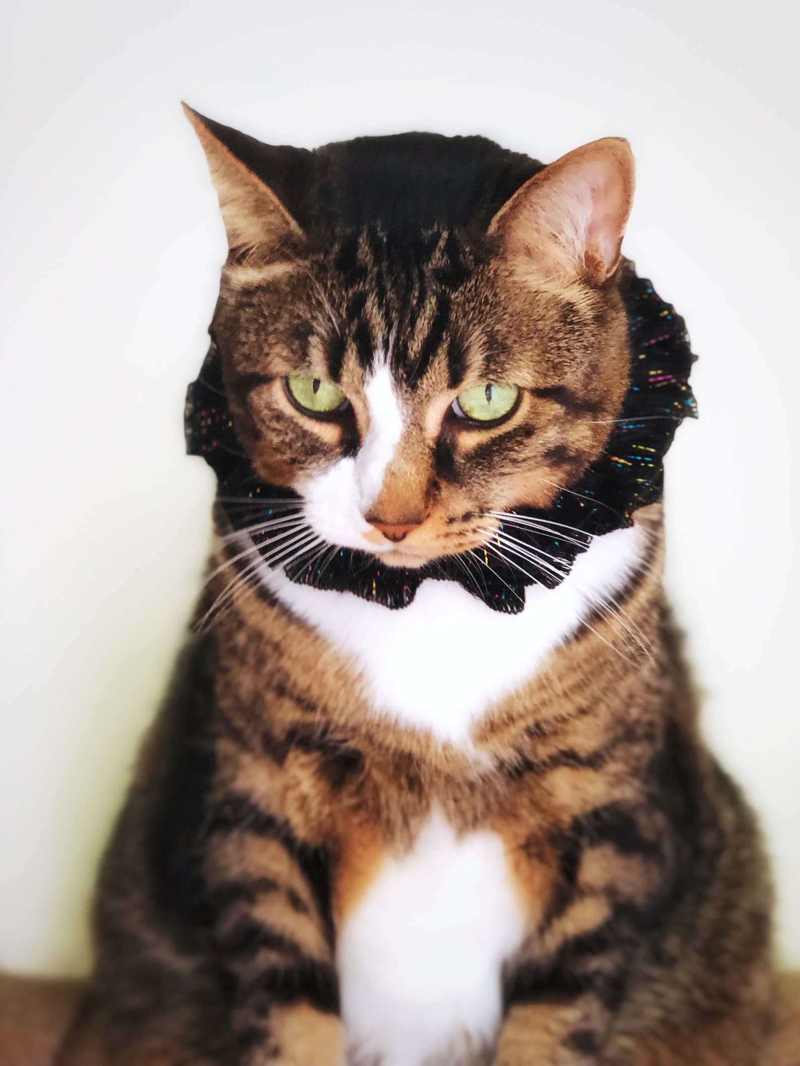 Crochet Ruffle Cat Collar Elastic Black Small Dog Necklace XS Black