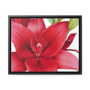Beautiful Red Lily Gallery Canvas Print, 11x14 Horizontal Frame
