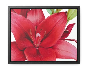 Beautiful Red Lily Gallery Canvas Print, 11x14 Horizontal Frame