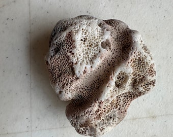 Coral fossil, Mineral rock, Nautical display, Natural ancient coral, Specimen coral rock, fossilized coral rock