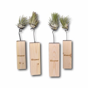 Personalized Air Plants with wood drift holder, indoor Succulent, Easy to care for Simple House Plant, house warming gift, desk decoration