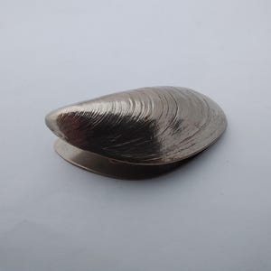 May include: A metallic, silver-toned object shaped like a closed clam shell. The surface features fine, curved, concentric ridges that mimic the natural texture of a mollusk shell, with a smooth, reflective finish that catches the light.