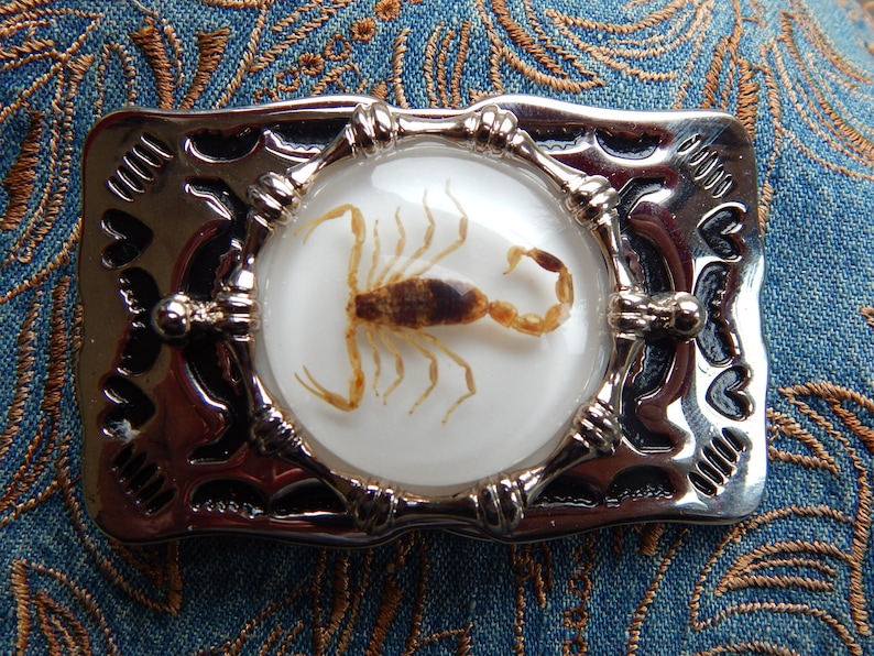 WHITE BACKGROUND BELT BUCKLE REAL SCORPION
