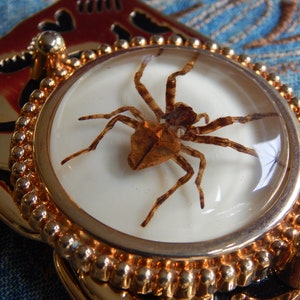 New Ghost Spider Belt Buckle Gold Coloured Metal Ladies Men Western Goth image 2