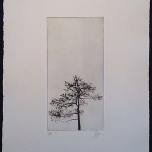 Tree Silhouette, A drypoint etching of a tree image 5