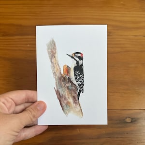 Downy Woodpecker: blank watercolor bird greeting card