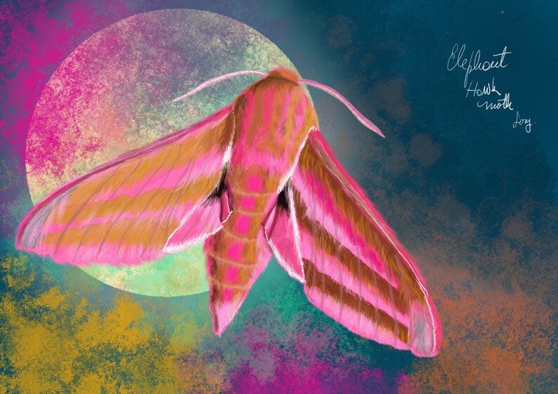 Elephant Hawk Moth Print - Love Moth, Poster Art Print - Save Our ...