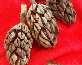 Magnolia Tree Seed Pods Set of 3