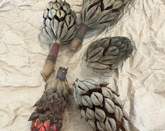 Magnolia Tree Seed Pods Set of 5