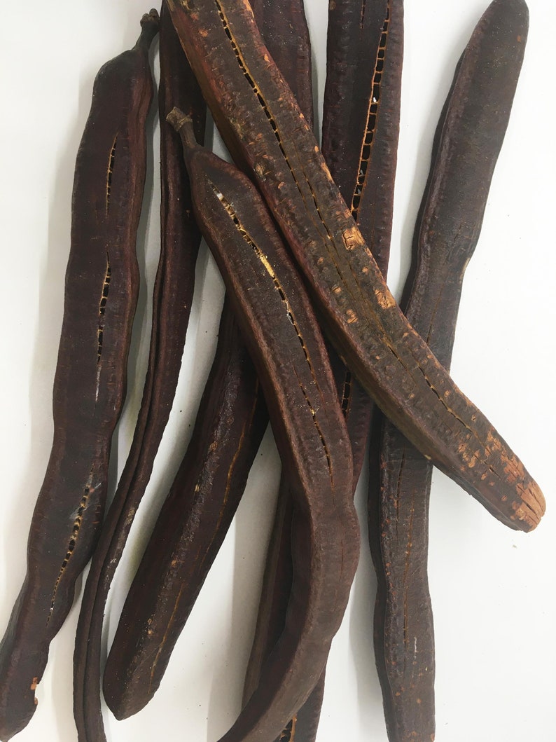 Golden Medallion Tree Seed Pods Etsy