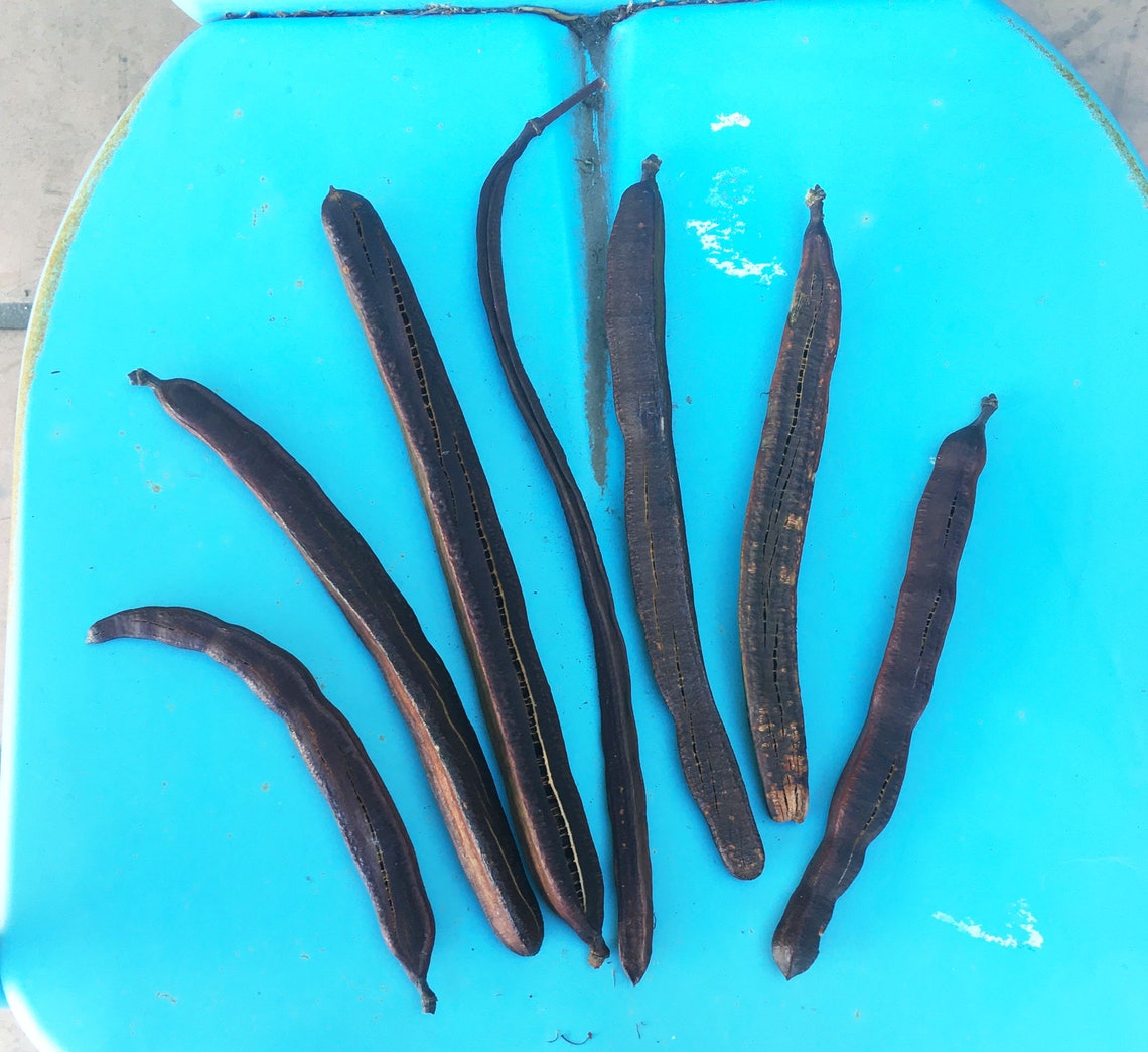 Golden Medallion Tree Seed Pods Etsy