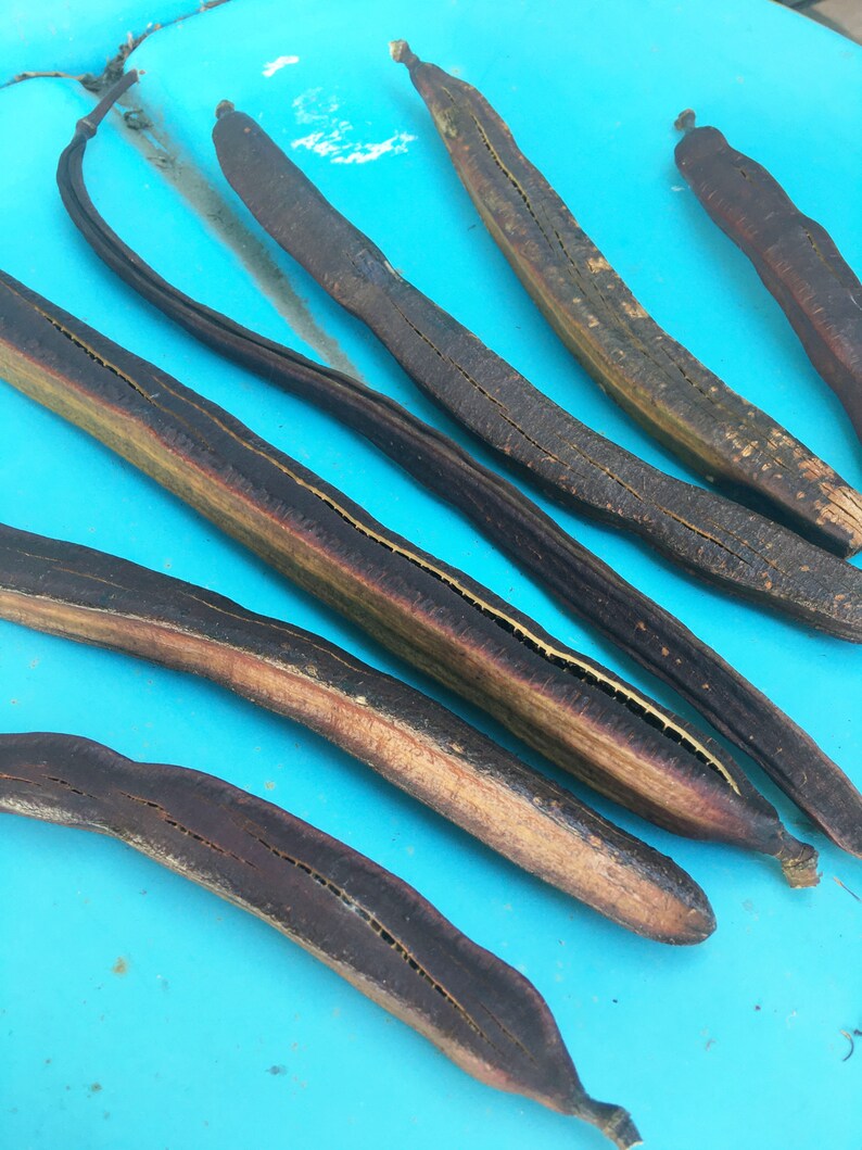 Golden Medallion Tree Seed Pods Etsy