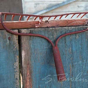 May include: A rusty metal rake with a wooden handle is hanging on a weathered wooden fence. The rake has a curved handle and a row of tines. The fence is painted blue and has a few cracks and chips in the paint.