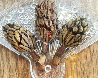 Magnolia Tree Seed Pods Set of 3