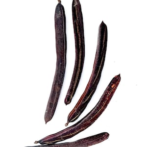 May include: An overhead shot of six dark brown, elongated seed pods against a white background. The pods have a ridged texture and are arranged at various angles. Some pods have lighter brown stripes running along their length.