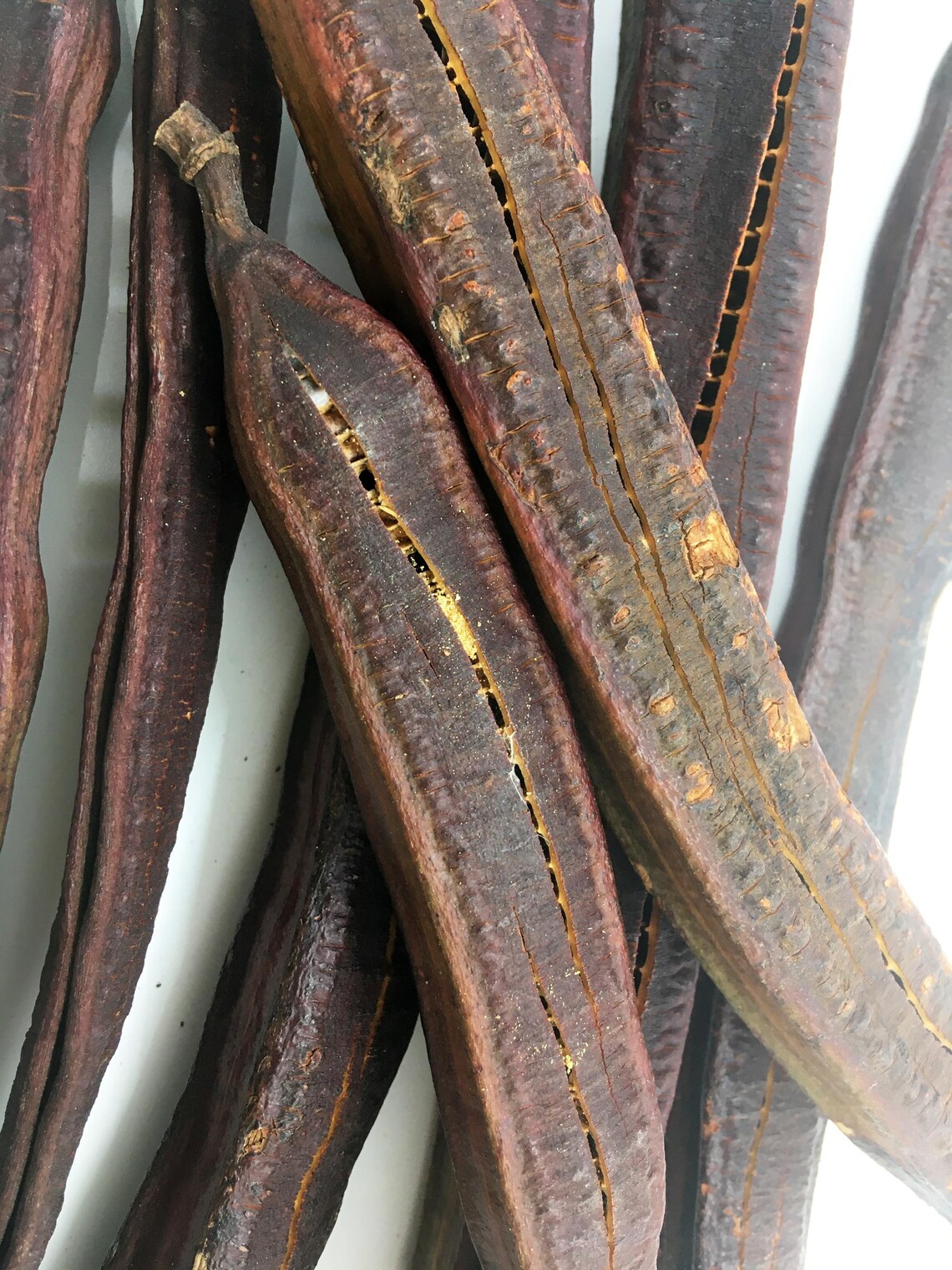 Golden Medallion Tree Seed Pods Etsy