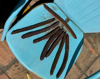 Golden Medallion Tree Seed Pods Fresh Batch