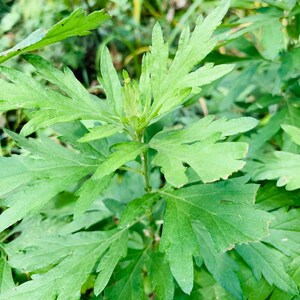 Organic Chinese Mugwort- Artemisia Argyi  - Rare Heritage Variety - 3 Bare Root Plants