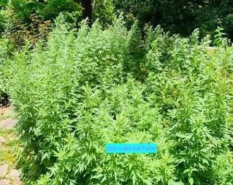 ORGANIC Mugwort Plant, Artemisia Argyi (Chinese Mugwort)